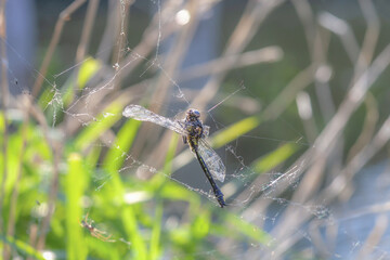 Dead dragonfly in spider web in summer garden