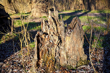 Old rotten half-ruined stump against background of spring forest in rays of setting sun. Stump is sprinkled with dry willow leaves on top. Close-up. Selective focus.