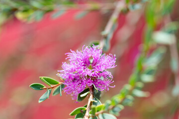 bee on flower