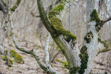 Green moss on bark of tree in the forest. 