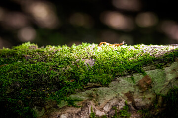 moss on the tree trunk