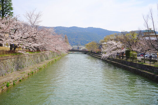 Cherry blossom along Okazaki canal, Kyoto City, Kyoto Pref., Japan