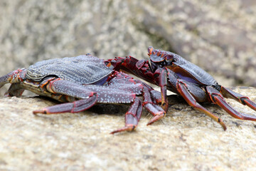 rote_Klippenkrabbe