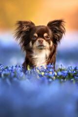 close up portrait of a chihuahua dog on a siberian squill flower field