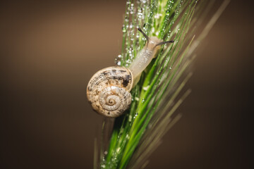 macro View Of Snail On Wet Leaf