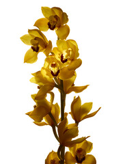 Beautiful yellow cymbidium orchid flowers isolated on white background