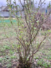 Currant bushes in early spring. Country harvest.