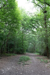 Fototapeta premium path in the woods