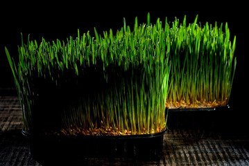 Wheat microgreen on a black background. Texture of green stems close up. Shoots sprouted from grains. Contrasting dramatic light as an artistic effect.