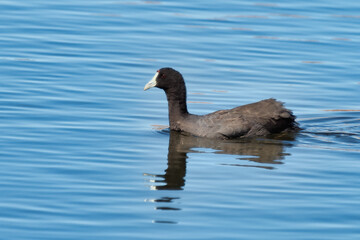 Close up of a Red-Knobbed Coot swimming alone