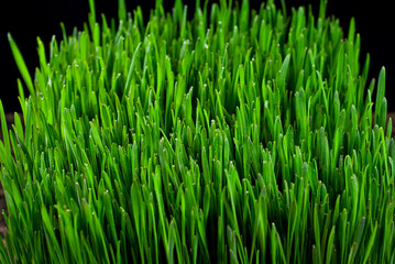 Fototapeta na wymiar Wheat microgreen on black background. Texture of green stems close up.