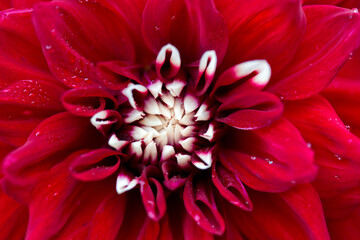 Red dahlia isolated on green blur background.