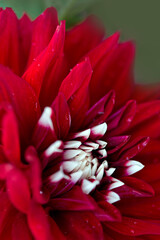 Red dahlia isolated on green blur background.