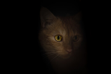 Ginger domestic cat on black background. Cat with discoloration in one eye.