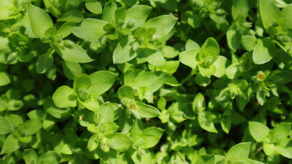 
Green background of spring plants on a warm sunny day.