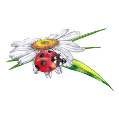 Big red ladybug on white daisy flower with green grass. Realistic cute illustration of summer meadow wild life. Watercolor hand painted isolated element on white background.