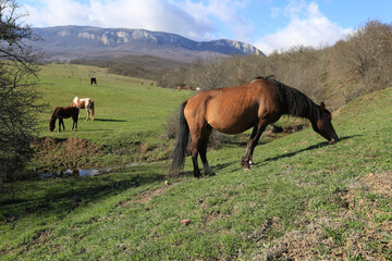 Horses grazing on green hills in a mountain valley