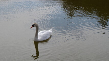 A beautiful white swan floats on the surface of a pond in a spring park.