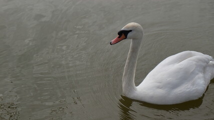 A beautiful white swan floats on the surface of a pond in a spring park.