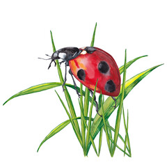 Big red ladybug on green grass. Realistic cute illustration of summer meadow wild life. Watercolor hand painted isolated element on white background.