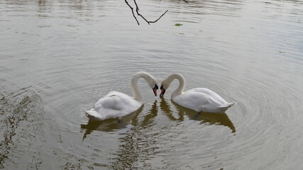 
Two beautiful white swans on the surface of a pond in a spring park bowed their heads to each other and their necks formed a heart.