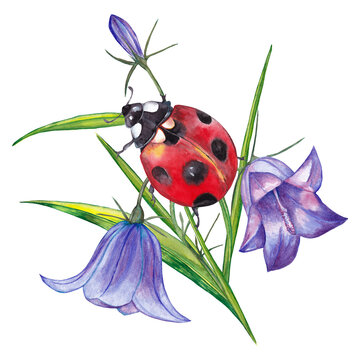 Big red ladybug on bluebell flowers with green grass. Realistic cute illustration of summer meadow wild life. Watercolor hand painted isolated element on white background.