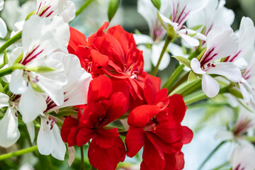 Obraz premium red and white flowers