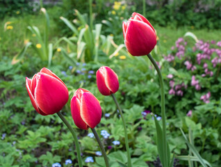 Red tulips in the garden