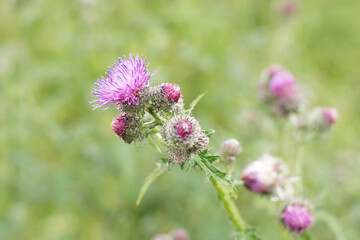 Purple thistle bloomed in the middle of the field