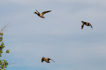 Patos volando con sobre cielo azul y montañas