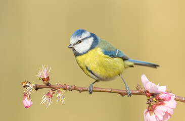 Blue tit, Scientific name:  cyanistes caeruleus.  Colourful bird in Springtime, perched on a branch with pink almond blossom.  Facing  left. Close up. Clean background. Horizontal.  Space for copy.