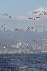 Scenic View of Seagulls above Sea Against Sky