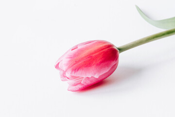 One tulip flower on a white background. Gentle spring background. Copy space for text.