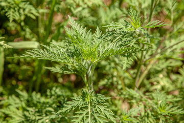 Ambrósia. Young ragweed, green, in the garden