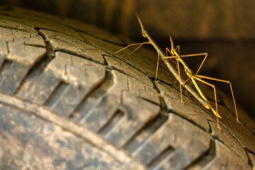 Bicho pau em cima de um pneu