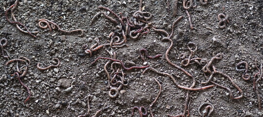 Group of earthworms.Useful earthworms crawl and loosen the soil.