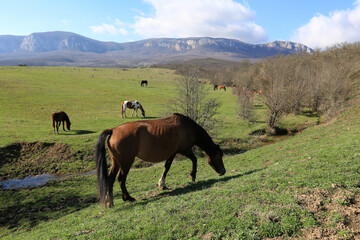 Beautiful view of horses grazing on green hills in a mountain valley