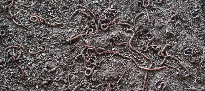Group of earthworms.Useful earthworms crawl and loosen the soil.