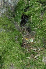 stream in the forest
