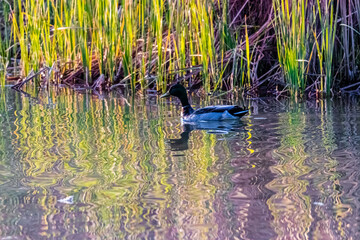 duck in a park in spring