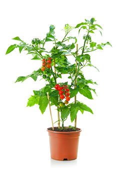 Cherry tomatoes plant tree with mini red fresh tomatoes