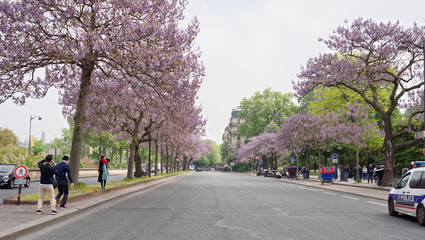   Flowering chestnuts on the Branly Embankment. Around walk and take pictures tourists.On the road there are cars