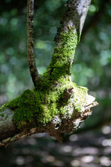 green trunk