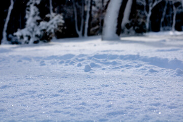 Snow covered forest ground at winter