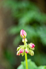 pink flower in garden