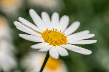 Obraz premium daisy flower closeup