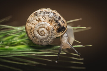 macro View Of Snail On Wet Leaf