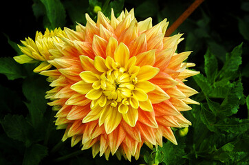 Obraz premium Macro shot of a brightly colored dahlia in the sunlight.