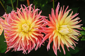 Macro shot of a brightly colored dahlia in the sunlight.