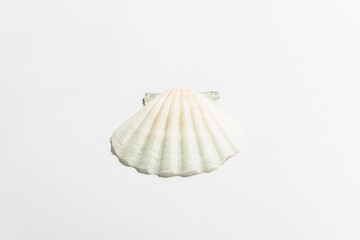 Single seashell isolated on white background